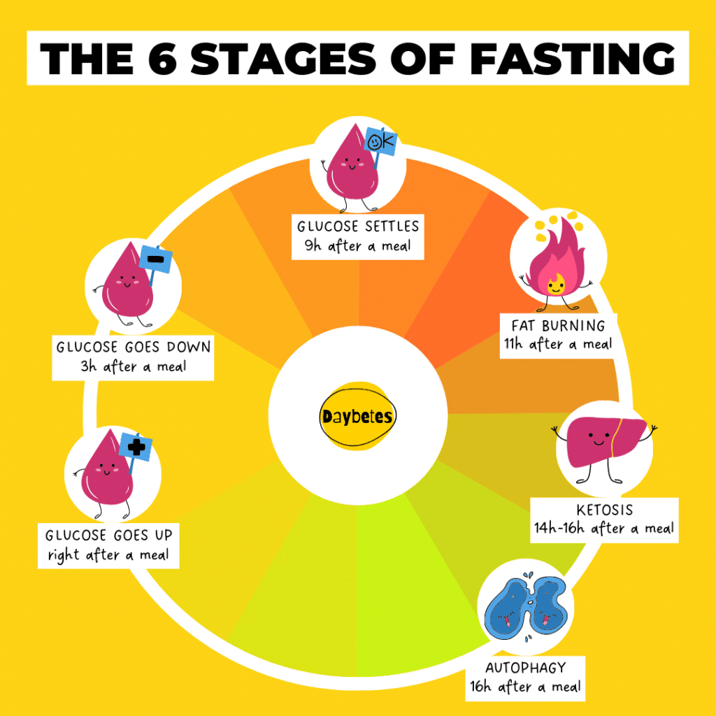 the-6-phases-of-fasting-daybetes-nurse-in-s-sousa